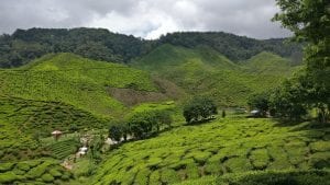Cameron Highlands Teeplantage