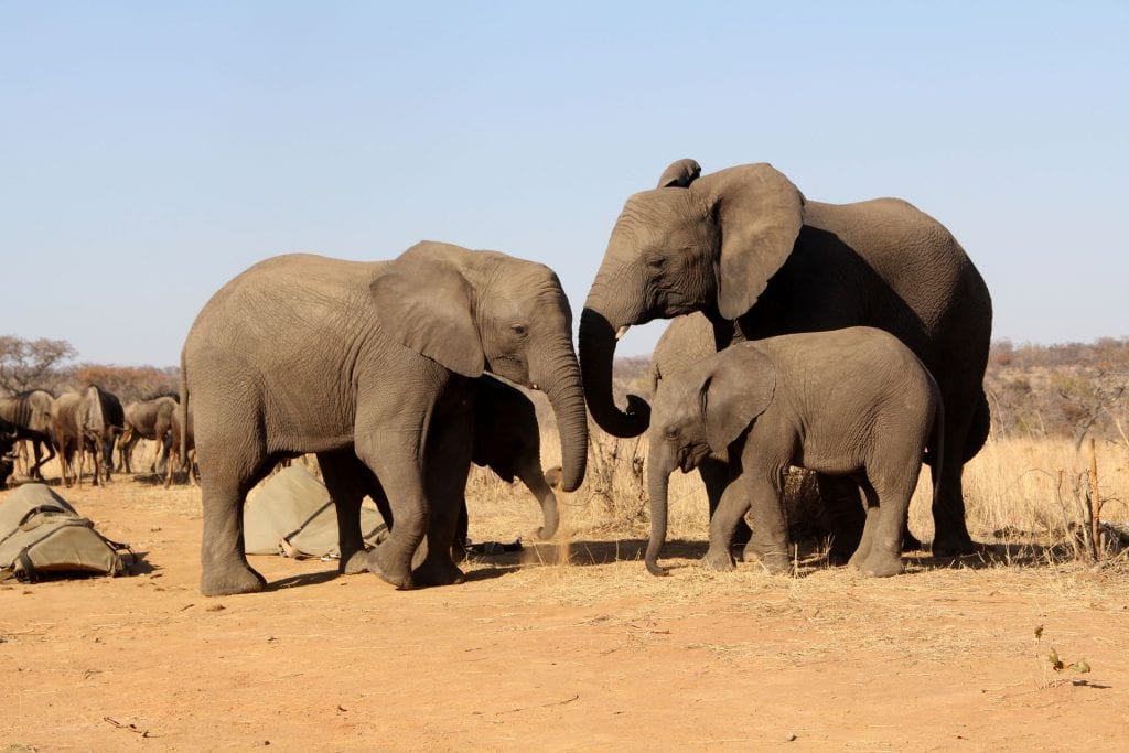 Safari Südafrika Elefant