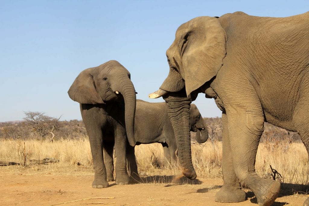 Safari Südafrika Elefant 2
