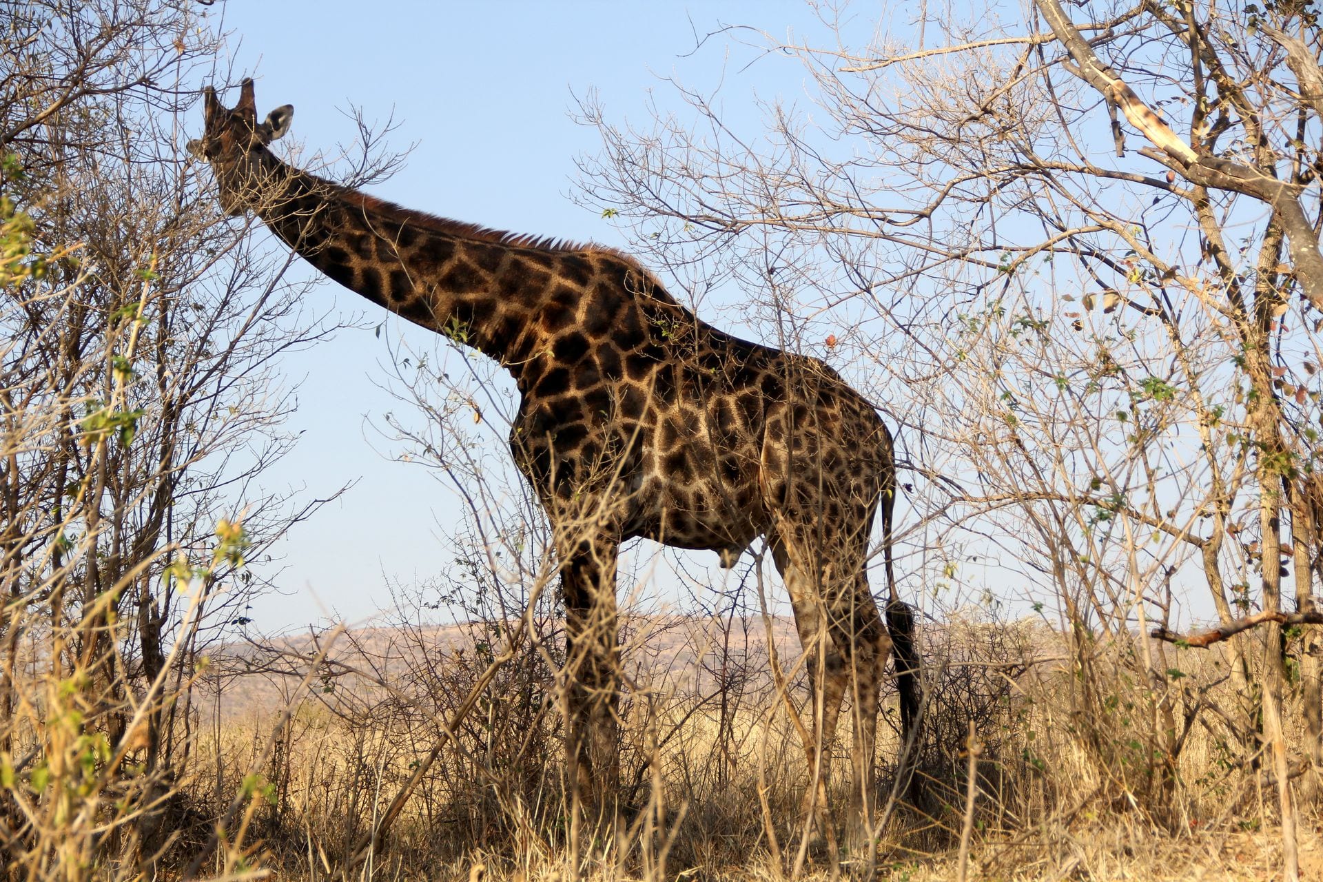 Safari Südafrika Giraffe