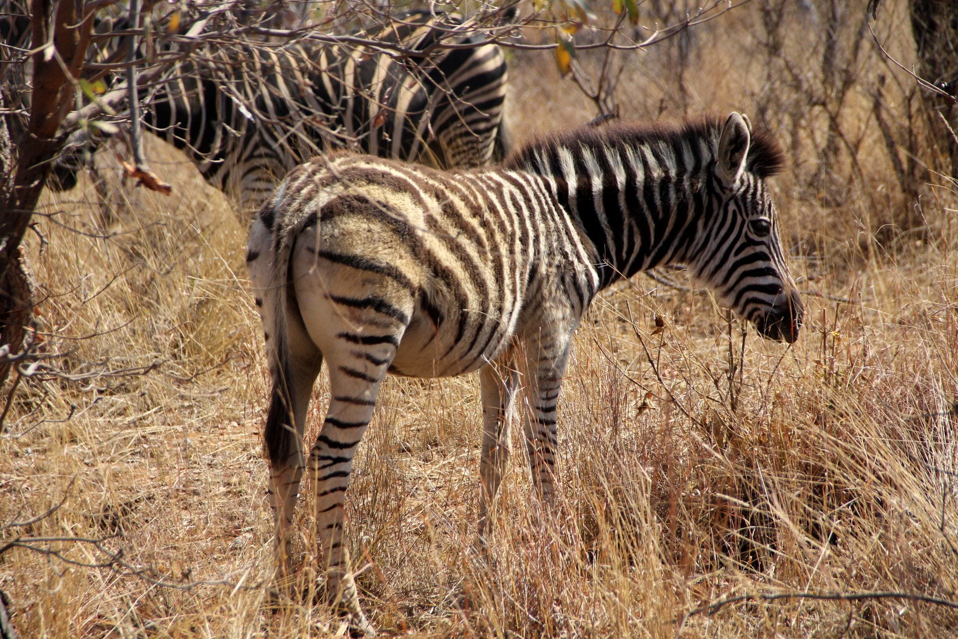 Safari Südafrika Zebra
