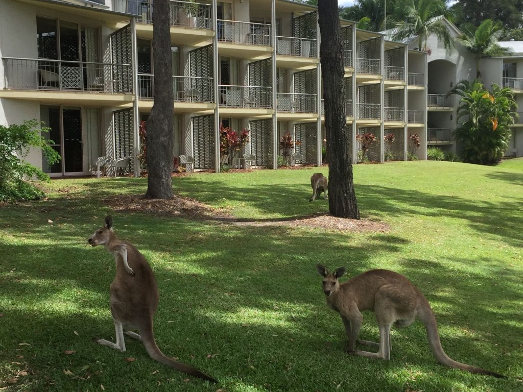 Intercontinental Sanctuary Cove freilaufende Kängurus