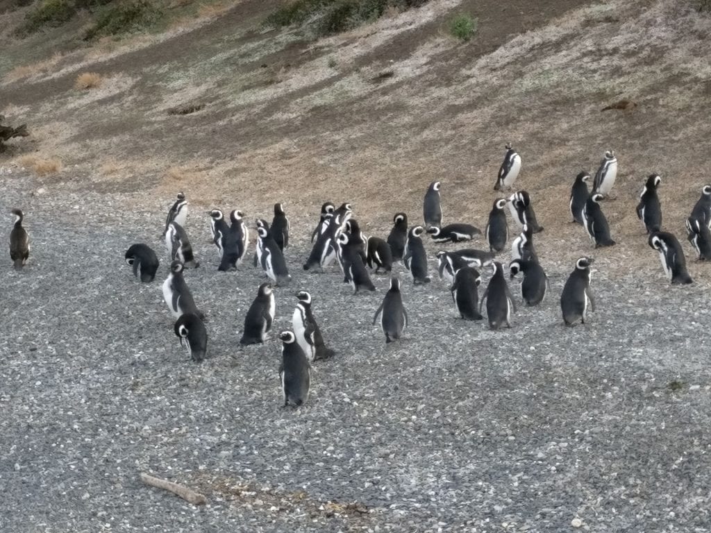 Ushuaia Pinguine