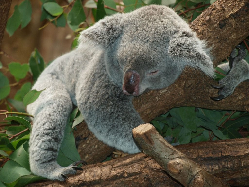 Perth Koala Australien