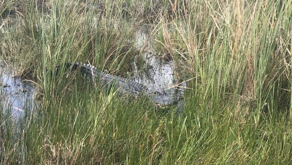 evergaldes nationalpark alligator