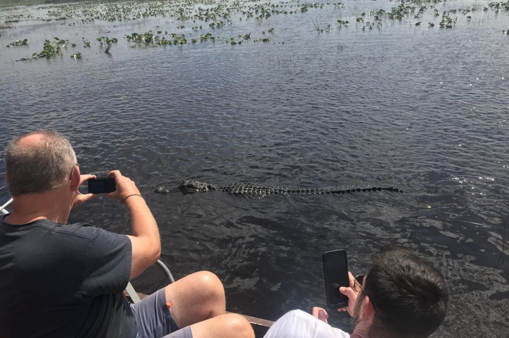 everglades national park alligator wasser