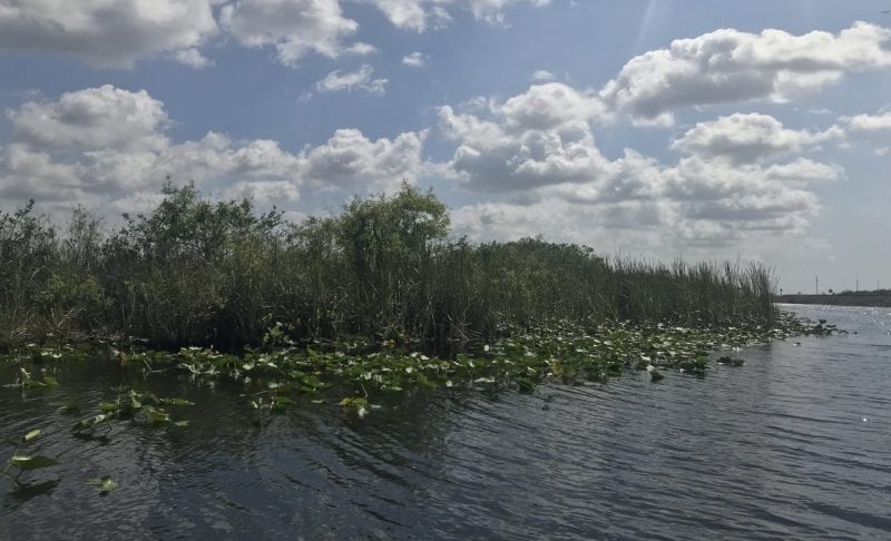 Everglades Nationalpark darum lohnt sich ein Besuch