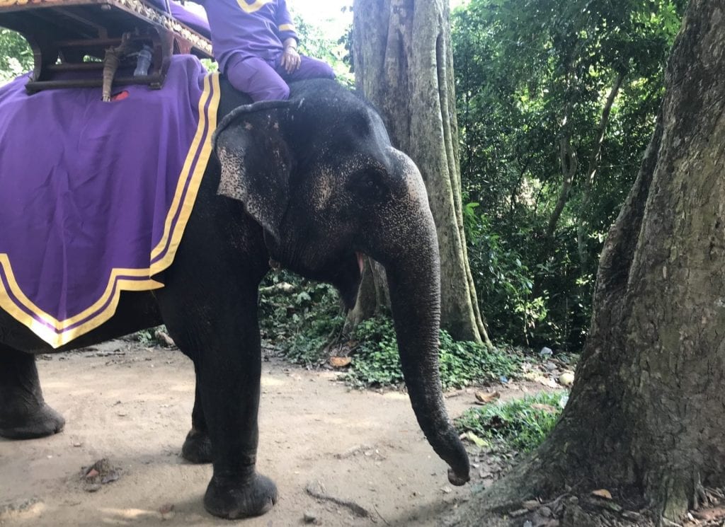 Elefant Angkor Thom