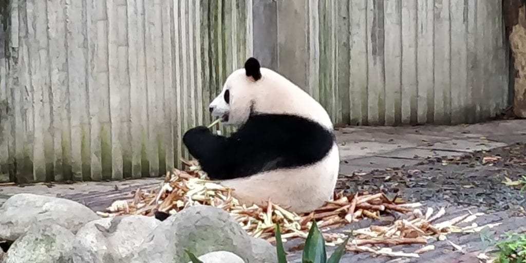 Panda Chengdu China