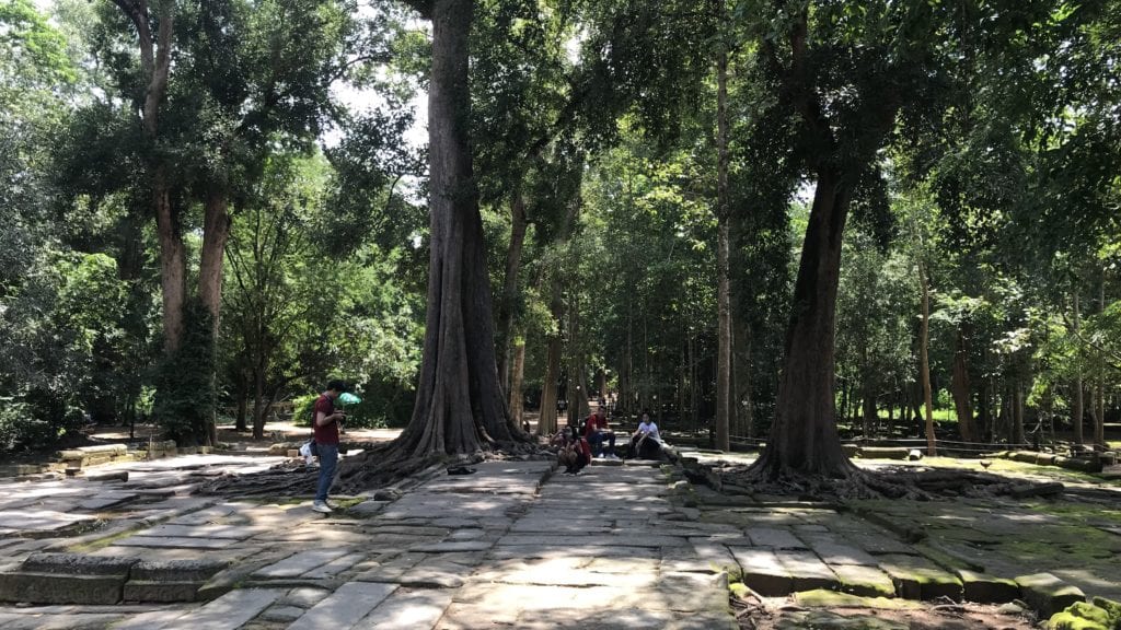 Angkro Wat Ta Prohm Bäume