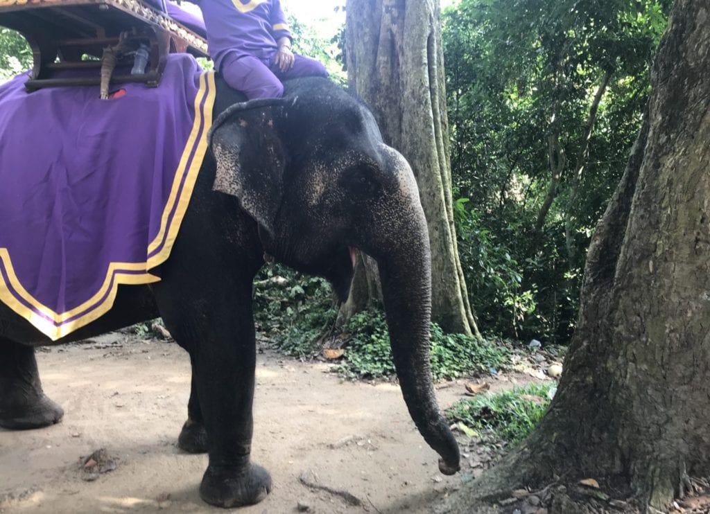 Elefant Angkor Thom
