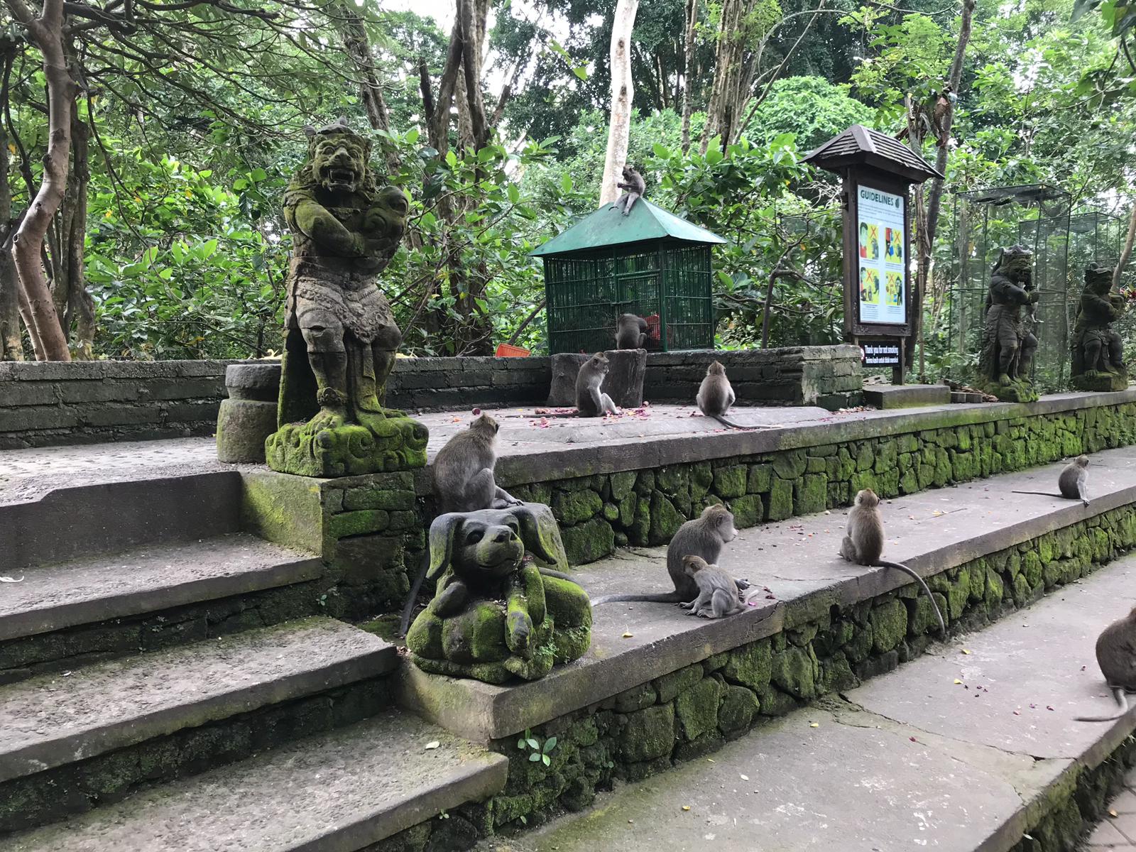 Bali Ubud Monkeys Park