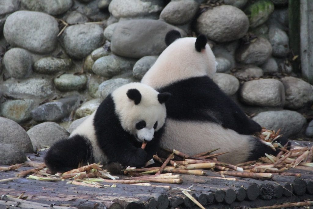 Chengdu Panda