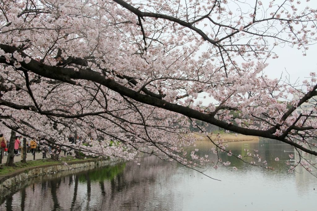 Tokio Kirschblüte