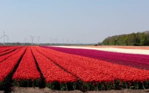 Tulpenfeld Niederlande