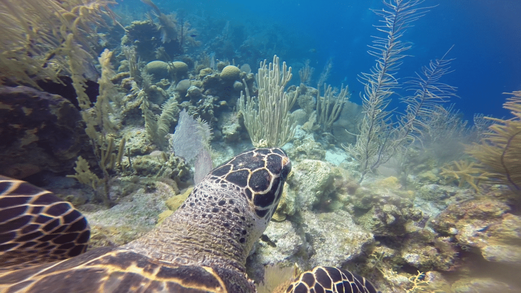 Schildkröte Tauchen Belize