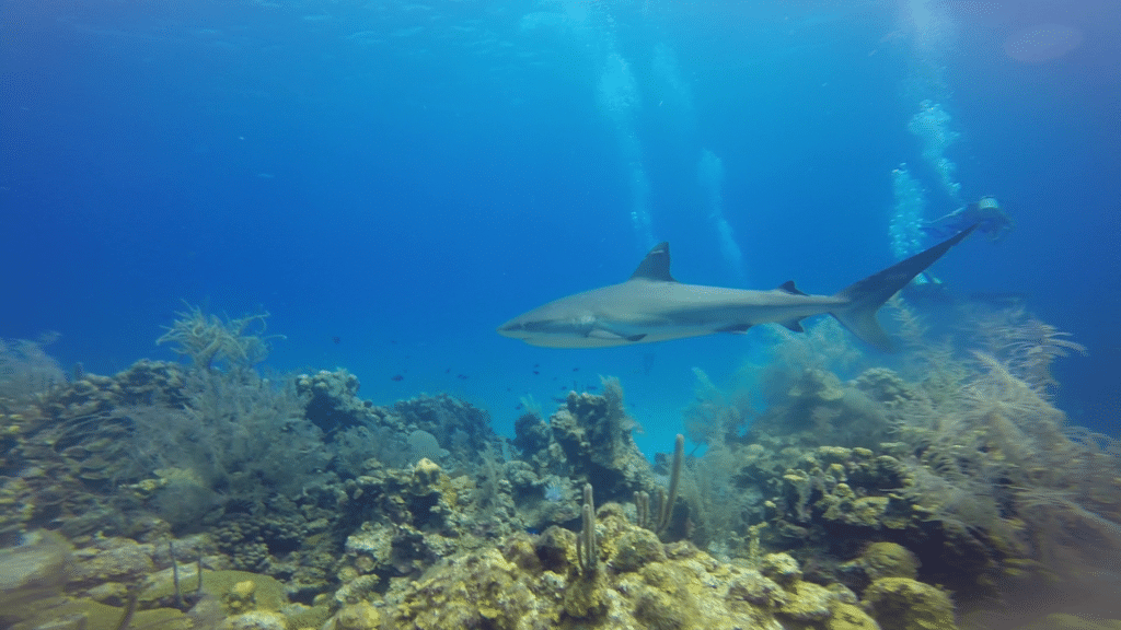 Tauchen Belize Hai