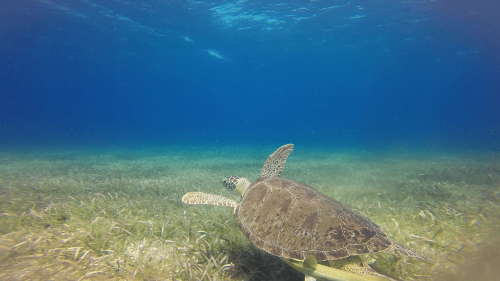 Tauchen Belize Schildkröte