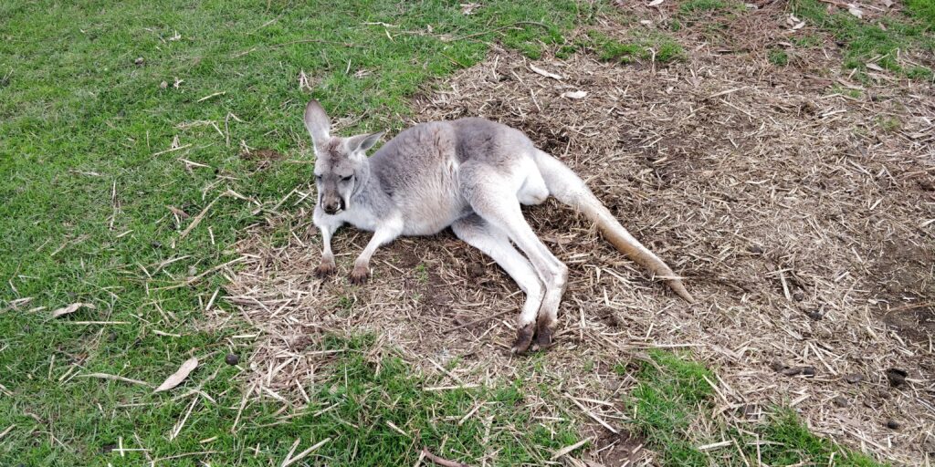 Philipp Island Känguru