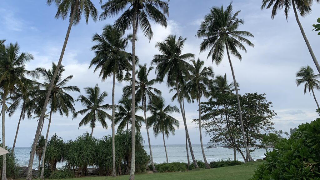 Palmen im Anantara Peace Haven Tangalle Resort in Sri Lanka