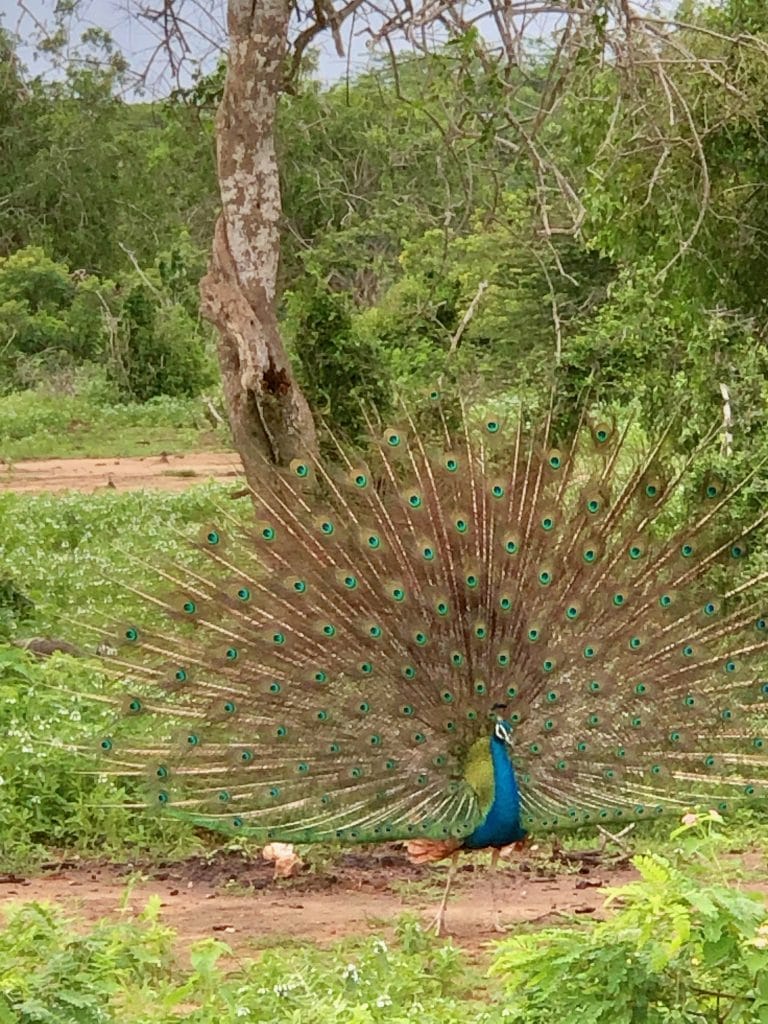 Chena Huts Peacock