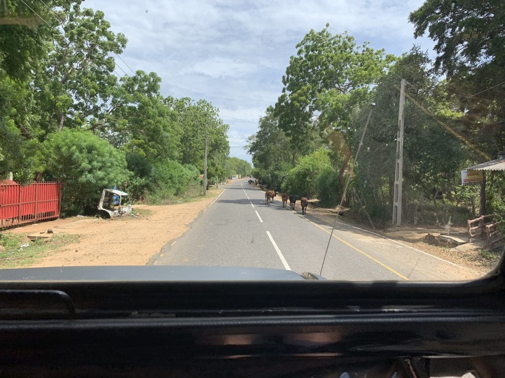 Safari Sri Lanka Aussicht Aus Dem Jeep