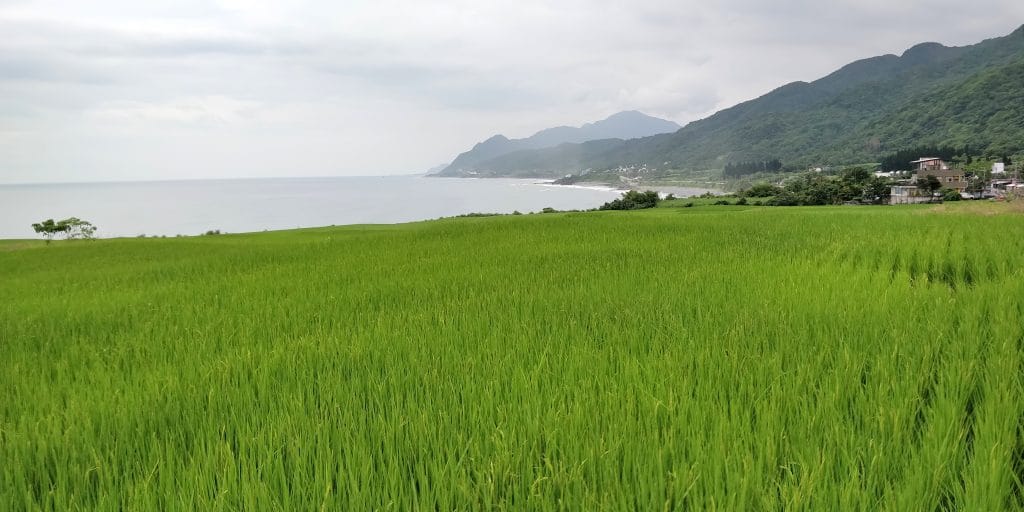 Ostküste Taiwan Reisfeld