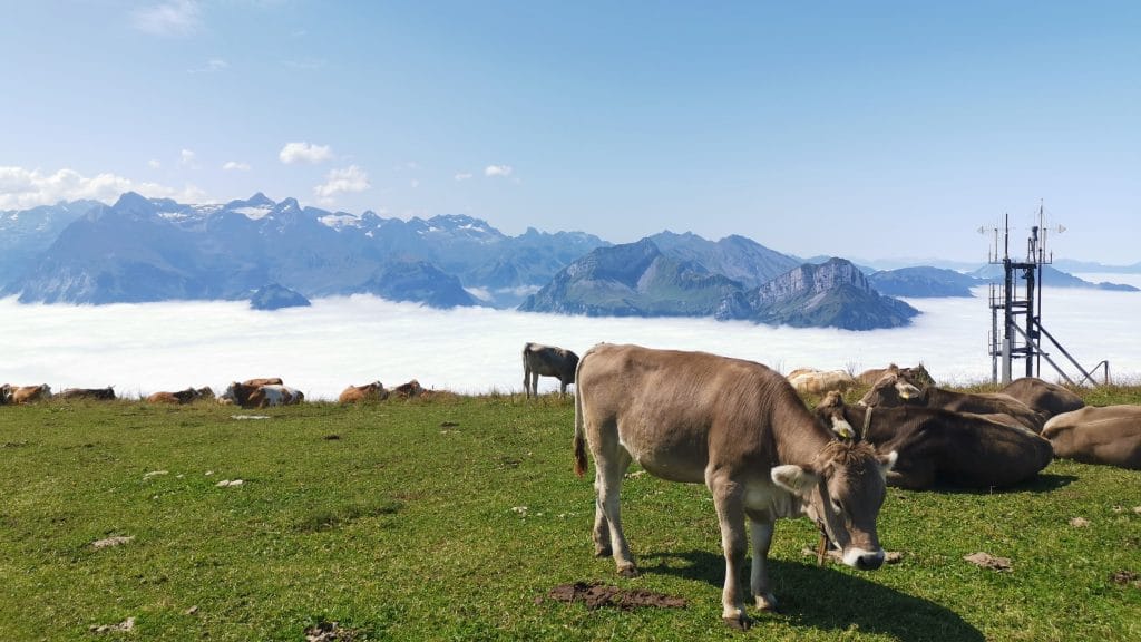 Schweiz Natur Wander Berg Kühe