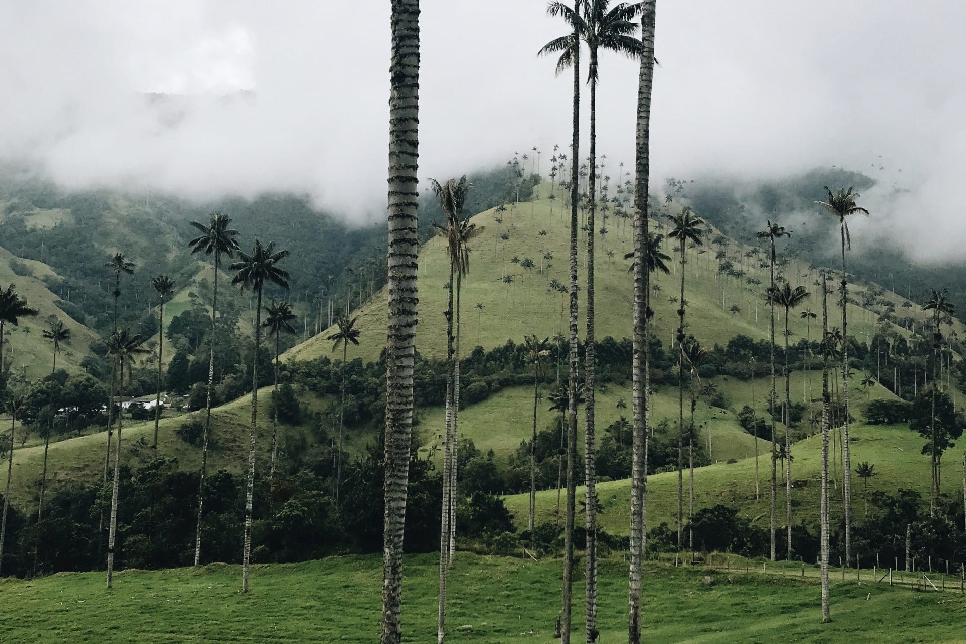 Kolumbien Valle de Cocora