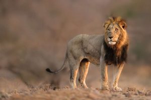 Singita Lemombo Kruger Nationalpark Südafrika Löwe