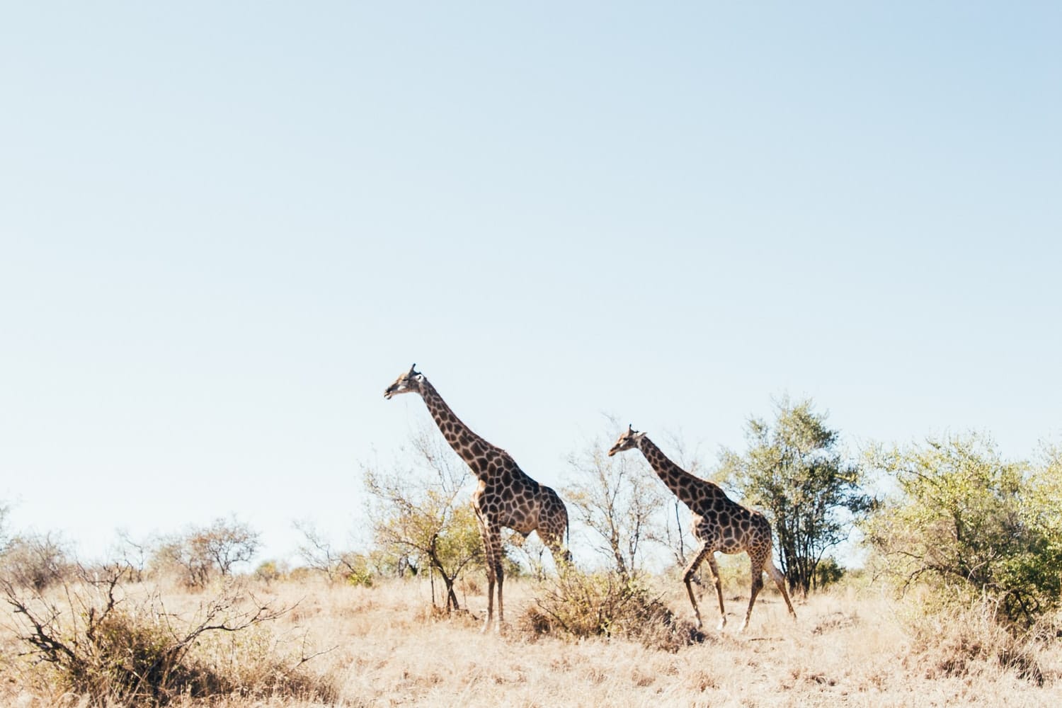 Südafrika Safari Natur Giraffen