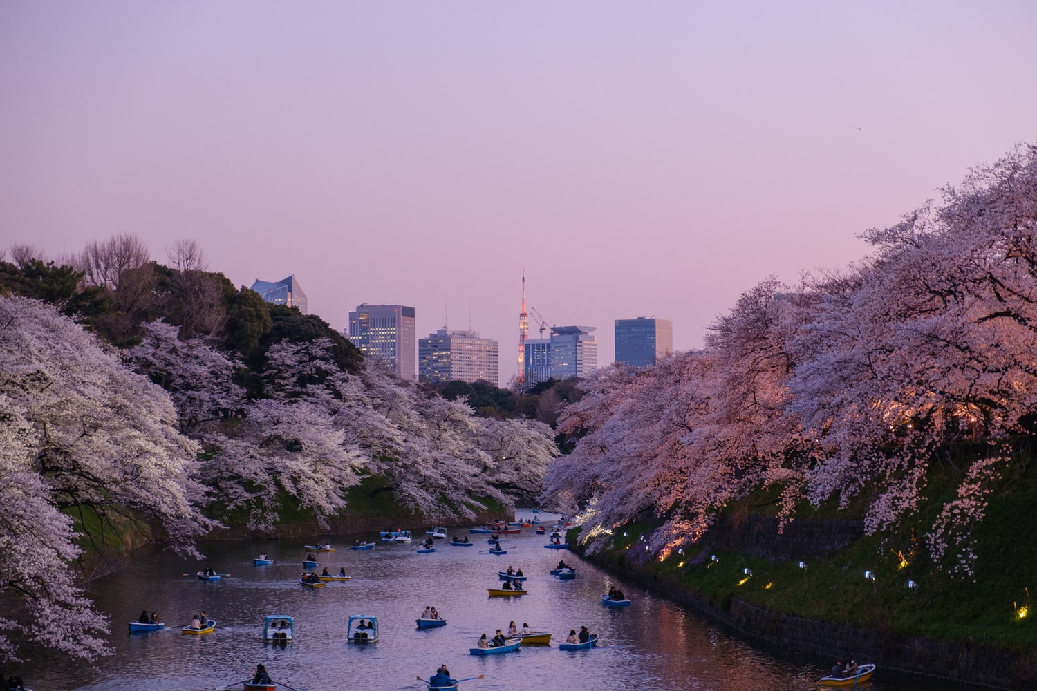 Kyoto Kirschblüte Fluss Ausblick