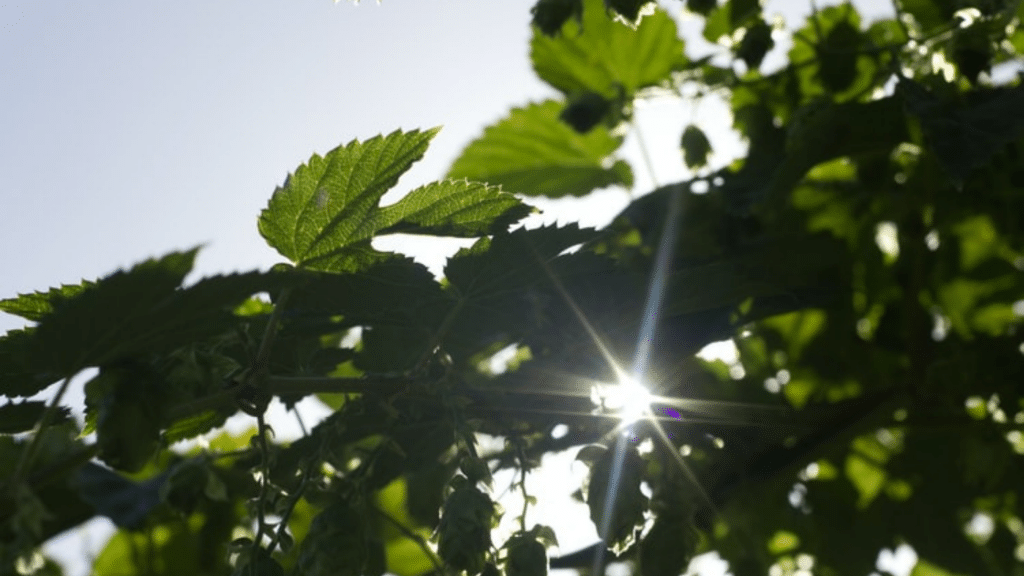 Ökobank Grüne Bank