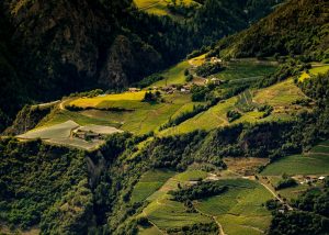 Italien Natur Weinberge