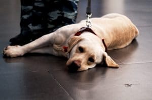 Servicedog