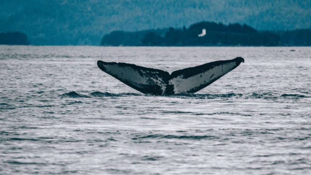 Baleine Quebec