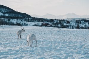 tromso norwegen