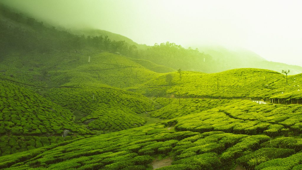 Tea Gardens Kerala Indien