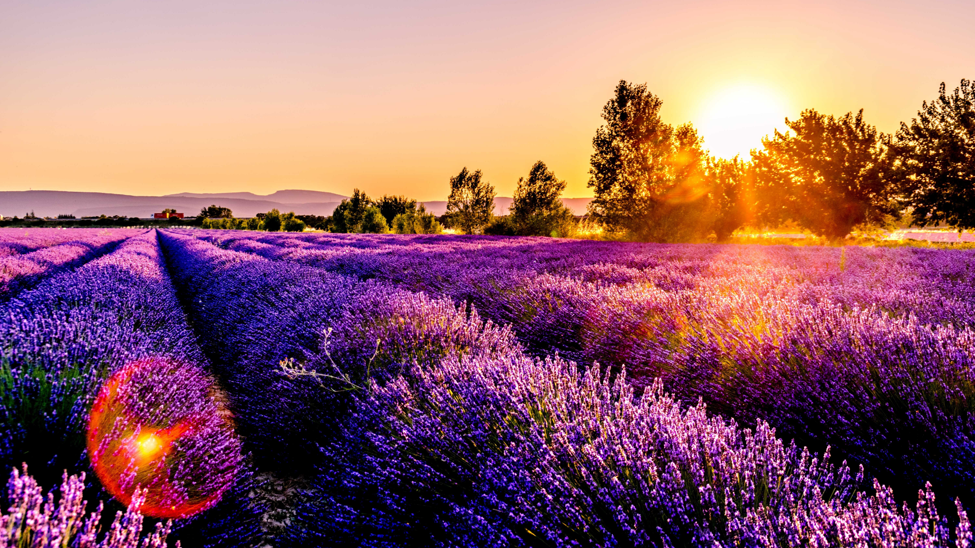 Lavendelfelder Provence