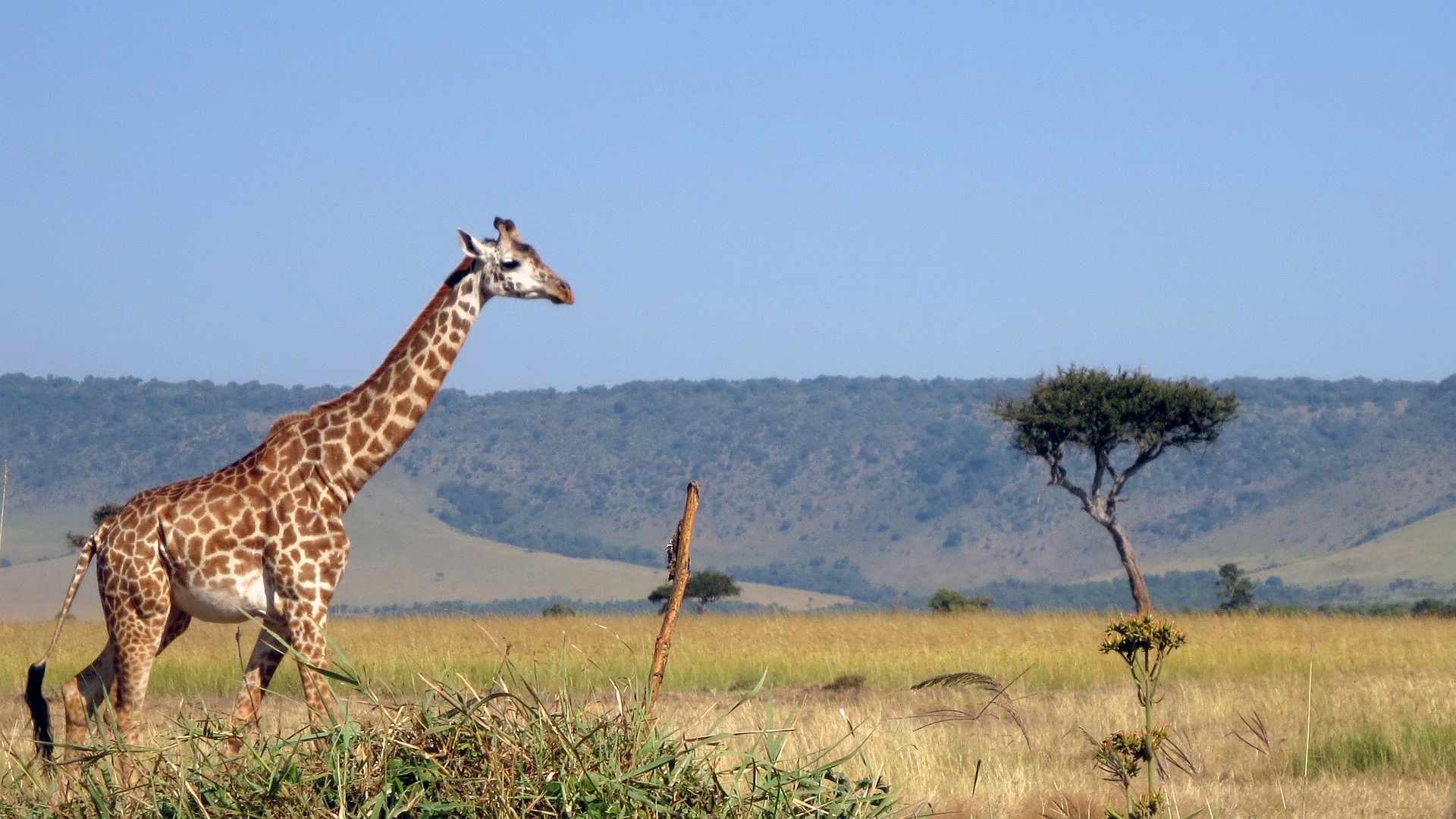 Masai Mara Kenia 1