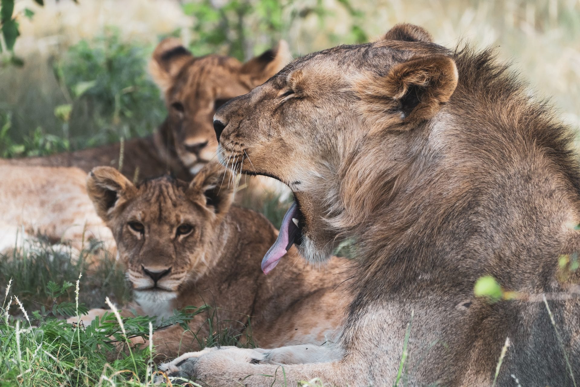 Wildtiere an einer Wasserstelle im Etosha-Nationalpark