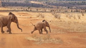Masai Mara Kenia 1024x576