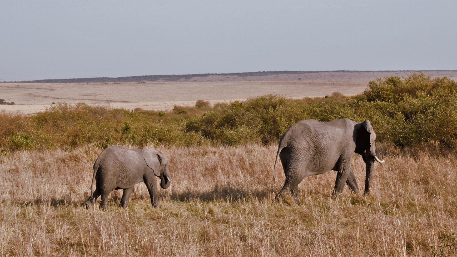 Masai Mara Reserve, Kenia