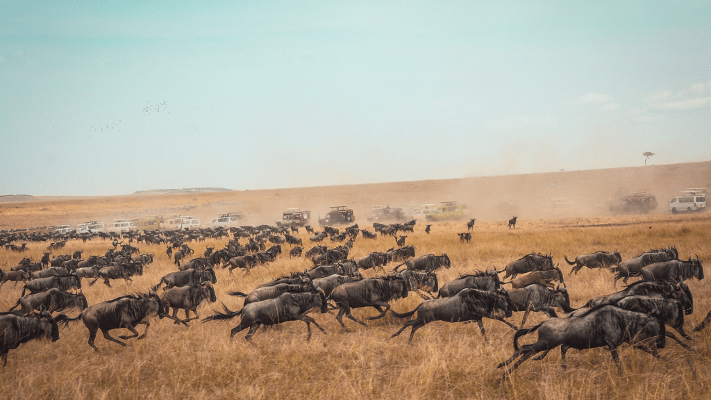 Gnuwanderung In Der Masai Mara