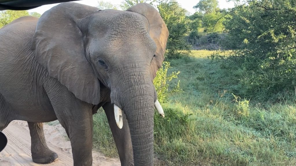 Zambezi Nationalpark Elefant Nahaufnahme