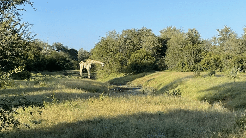Zambezi Nationalpark Giraffe
