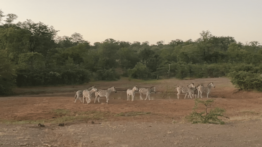 Zambezi Nationalpark Zebras