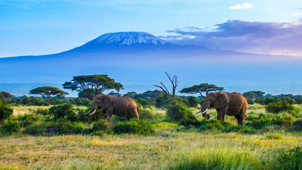 Elefanten Vor Kilimandscharo Tansania