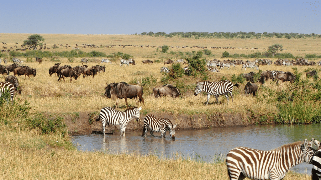 Masai Mara