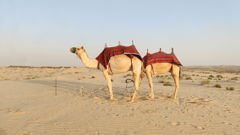 Kamele des Al Wathba Desert Resort 